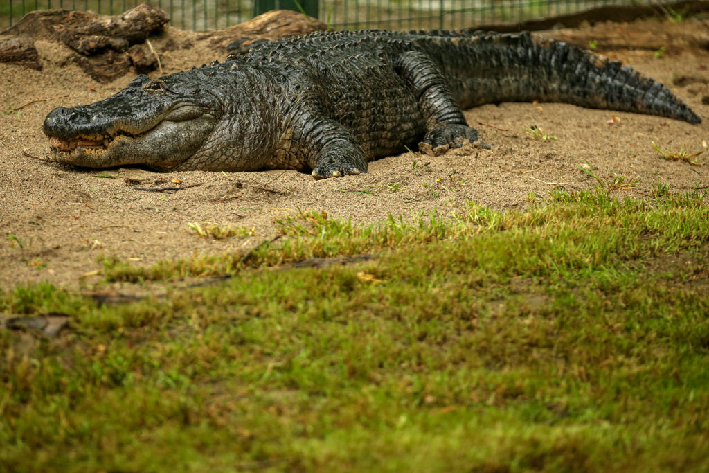 Bursa Zoo is home to approximately a thousand animals from 138 species