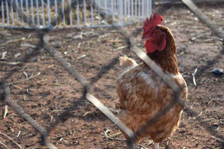 Chicken Behind Bars
