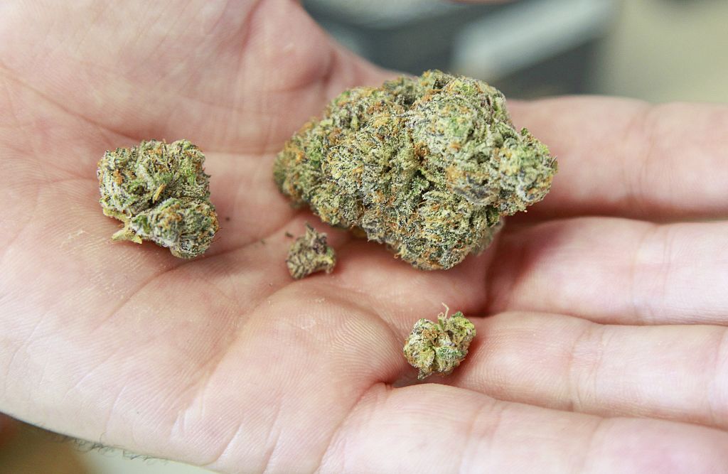 Marijuana at Tradecraft Farms on November 6, 2019 in Vista, California. (Photo by Eduardo Contreras / The San Diego Union-Tribune via Getty Images)