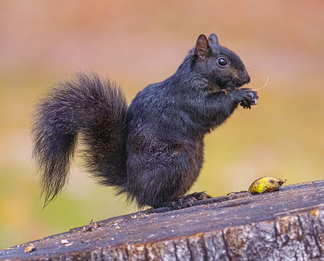 Cute squirrel amid Autumn landscape