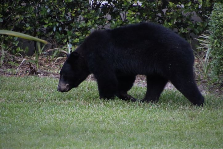 Florida Black Bear in suburban neighborhood