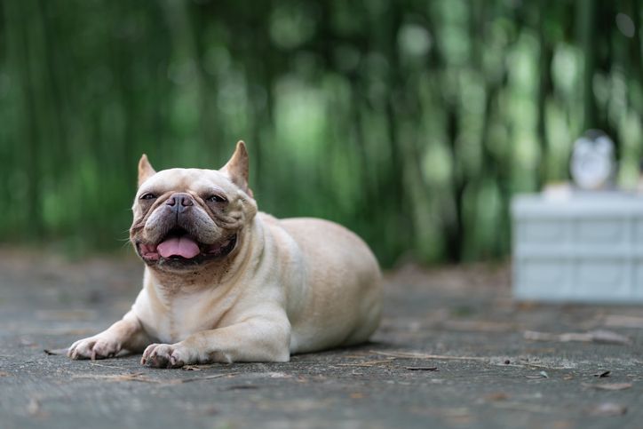 Cream French Bulldog Lying on Ground in Bamboo Forest Camping Site