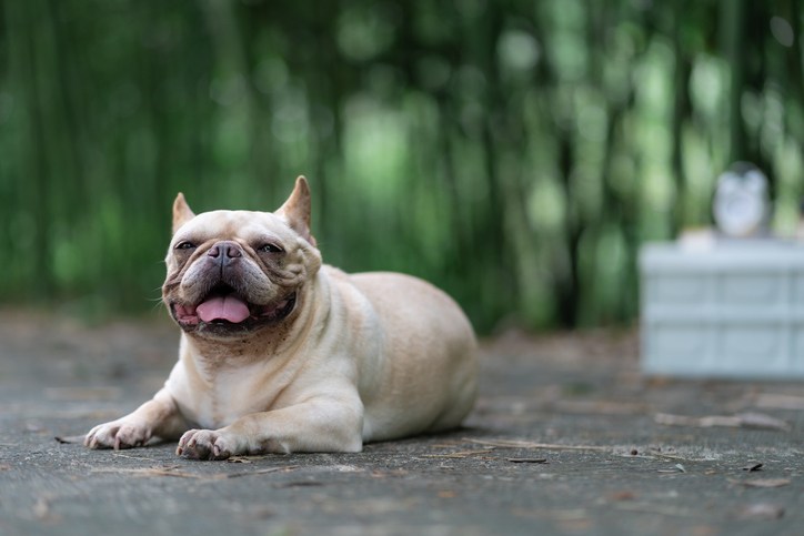 20 Most Popular Dog Breeds In America Right Now