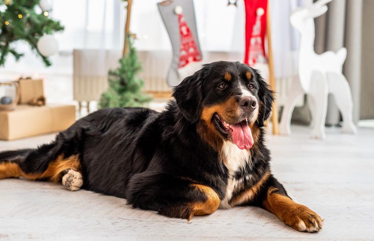 Bernese Mountain Dog in Christmas Decor Room