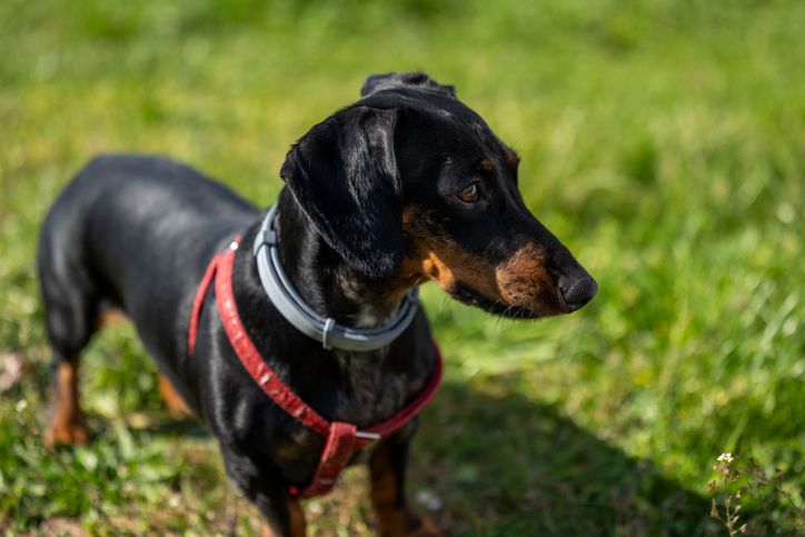 Close-up profile portrait of a black and tan short-haired dog wearing a gray collar and red leash, standing outdoors in sunlight with a blurred green grass background.